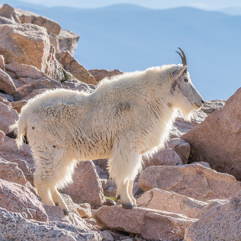 Mountain Goat - Nature Companion Mountain Goat - Nature Companion