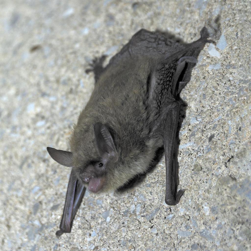 Northern Longeared Bat Nature Companion