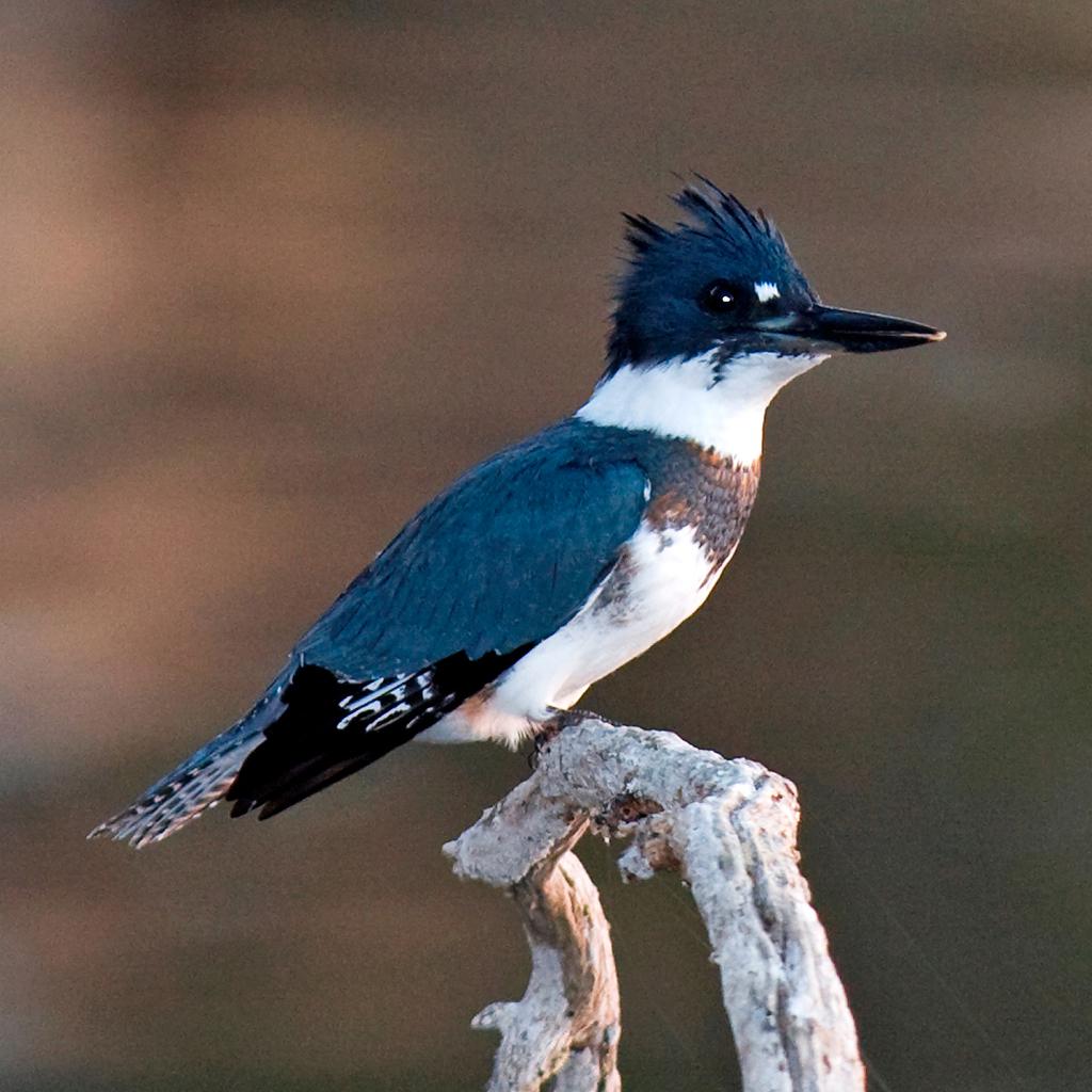 Belted Kingfisher - Nature Companion