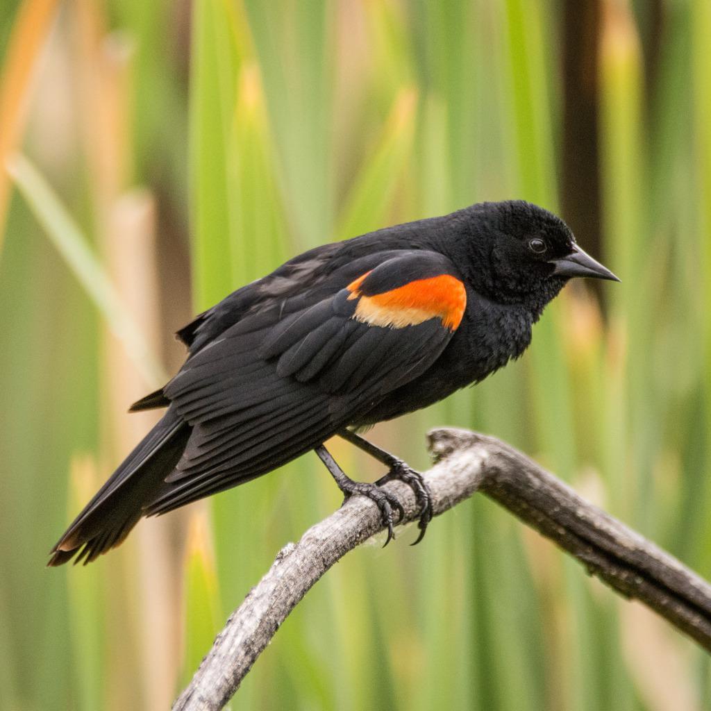 ML533086861 Red-winged Blackbird Macaulay Library