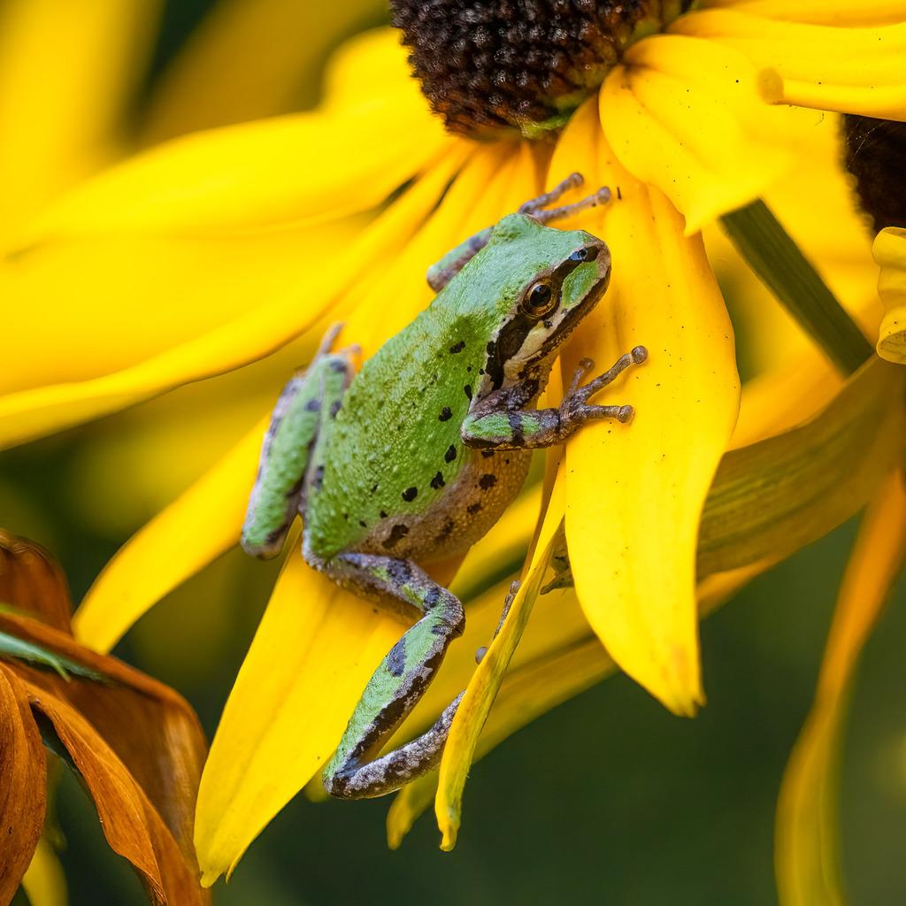 Pacific Tree Frog - Nature Companion