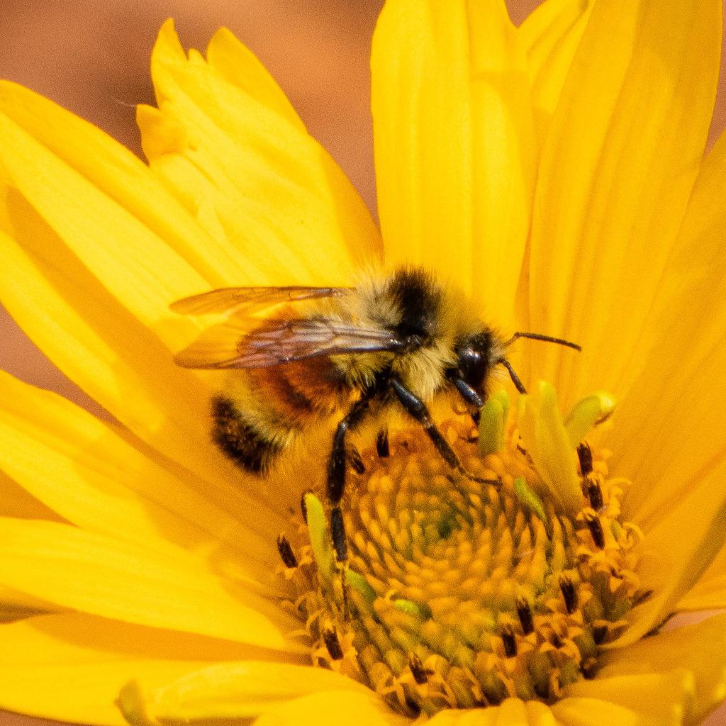 Bumblebee - Nature Companion