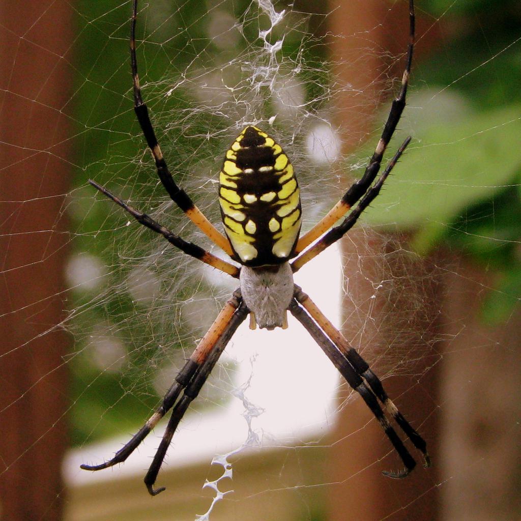 Garden Spider - Nature Companion