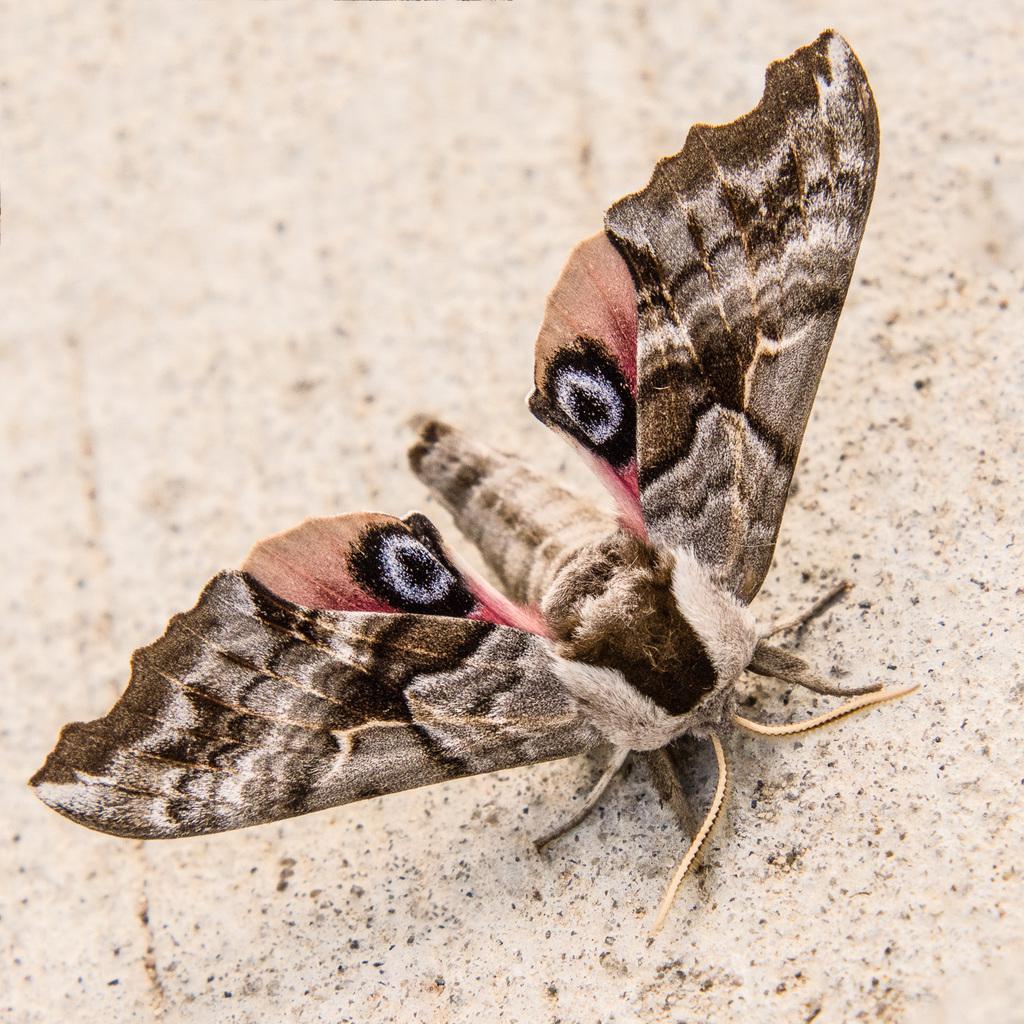 Hawk Moth - Nature Companion