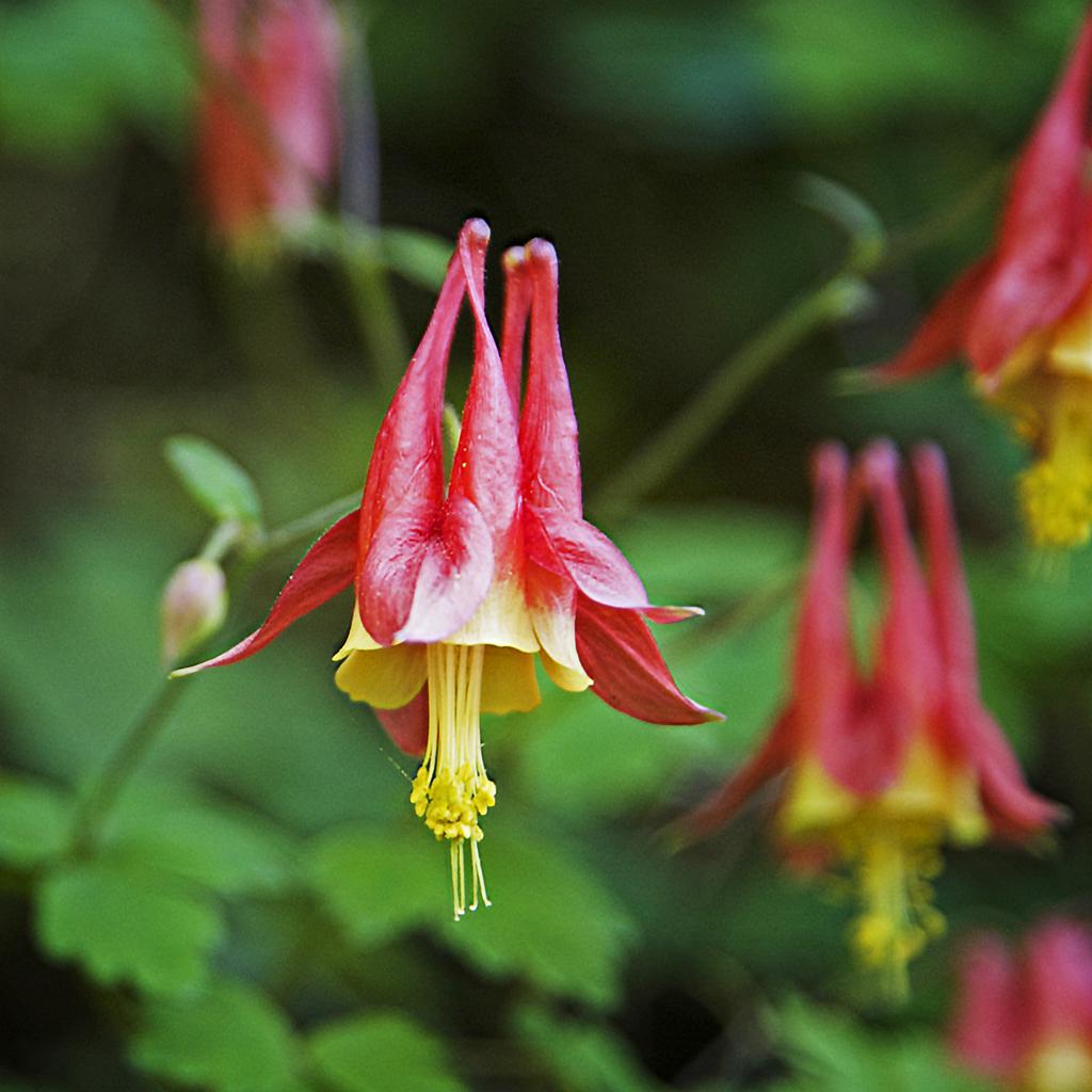 Columbine - Nature Companion