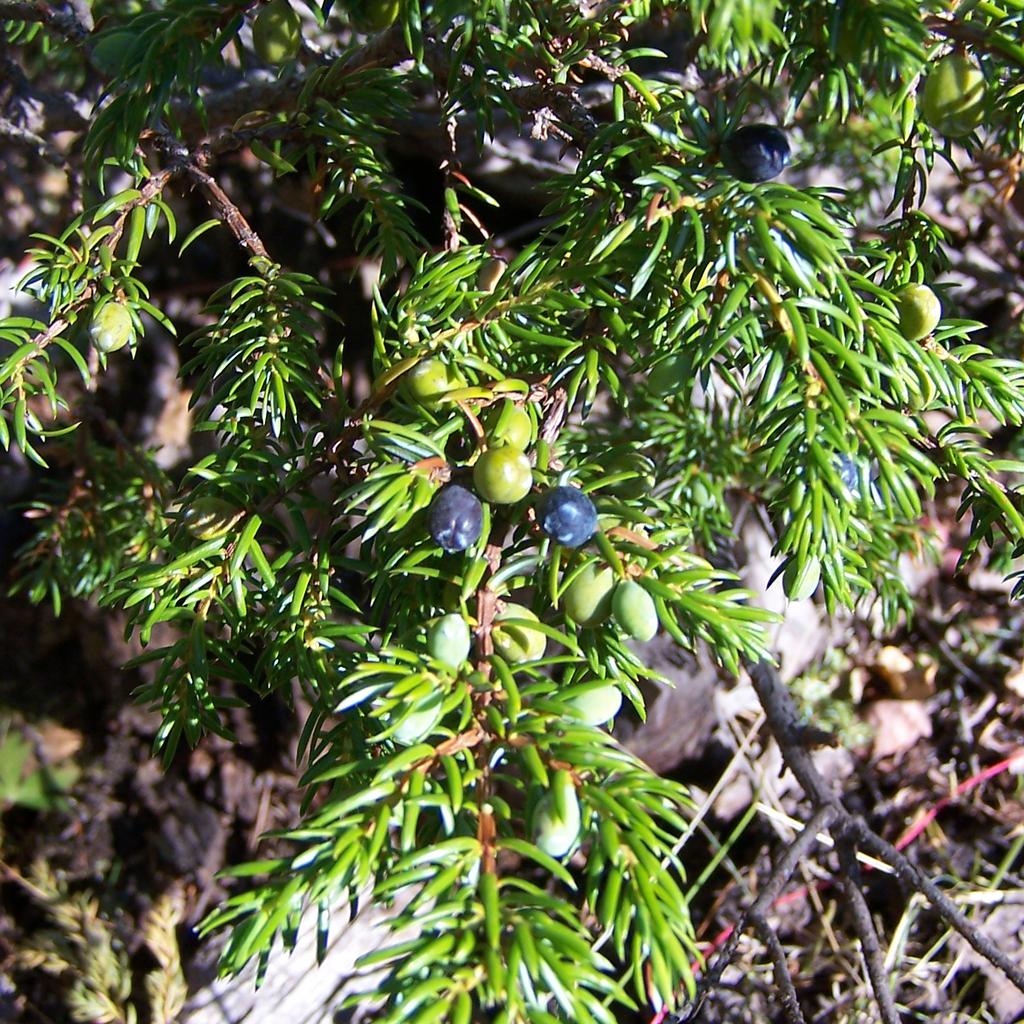 Common Juniper - Nature Companion